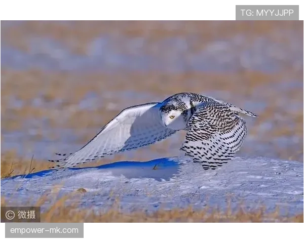 芬兰球迷“雪鸮军团”热情助威,稳健表现提振国家队士气 芬兰球迷“雪鸮军团”热情助威,稳健表现提振国家队士气